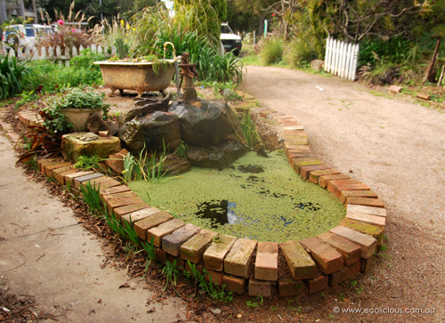 Penny Pyett's pond and clawfoot bath growbed