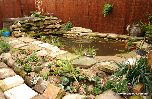 incoorperated a pond, cascade and recycled aquaponics system ...
