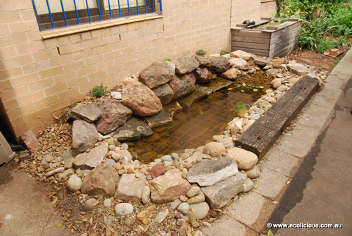 Alexandria Park Community Garden recycled aquaponic system and pond